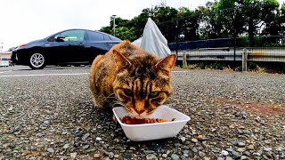サビ猫が駐車場でカリカリ餌を食べていたら黒猫もやって来た