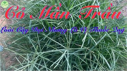 Cỏ Mần Trầu: Loài Cây Dại Nhưng Là Vị Thuốc Quý