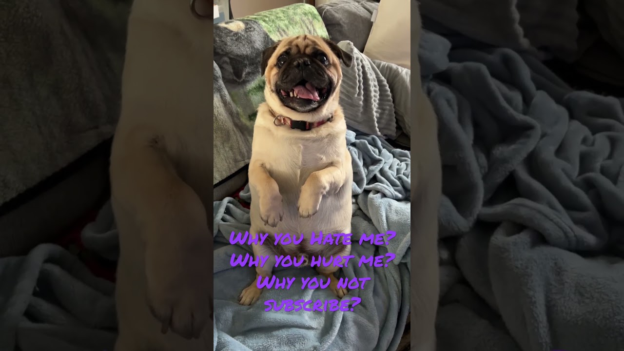 Pug Begging For Treats and Food! Bum Lol 