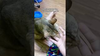 Wendy loves the scent of Thanaka (a traditional Myanmar cosmetic) #cat #cutecat #catvideos