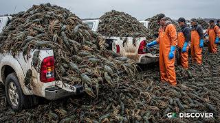 Fishing Documentary | No One Stopped It. Now Texas Is Paying $6 Million for This Lobster Invasion