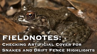 Fieldnotes: Checking Artificial Cover for Snakes and Drift Fence Highlights by The Orianne Society 265 views 8 months ago 15 minutes