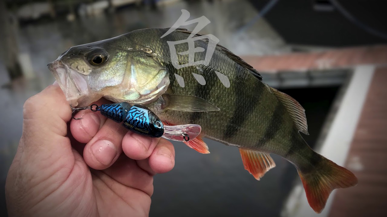Leurre Spro Ikiru Crank 38 LL – Shirazu, Neuf, Pêche Carnassier