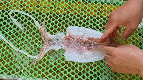 Mực Một Nắng của dân Phú Quốc