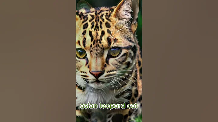 Video 10893811: asian leopard cat, wild feline