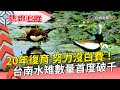 20年復育 努力沒白費！台南水雉數量首度破千【熱線追蹤】