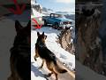 German Shepherd Saves Family From Cliff Edge! 🐶 #puppy #animals