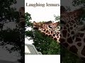 Funny giraffe 