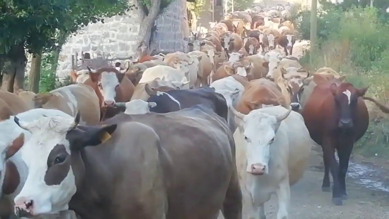 TOKAT/REŞADİYE/TAŞLICA KÖYÜ/KEŞİK