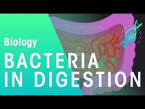 वीडियो: बड़ी आंत में बैक्टीरिया द्वारा?