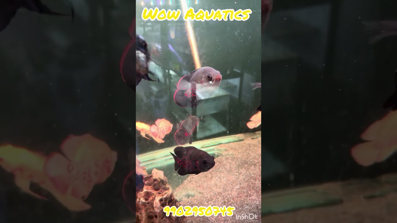 Предложения к Рамадану в Wow Aquatics #аквариум #хобби_содержание_рыб #рыбы #экзотические_аквариу...