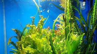 350 litre akvaryum su değiştirme 1 #akvaryum #hobby