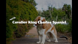 The Cavalier King Charles Spaniel