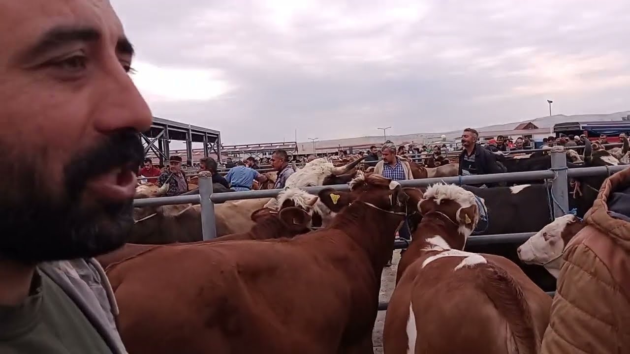 ÇORUM HAYVAN PAZARI BÜYÜKBAŞ 29 EYLÜL ÇEKİMİ 1 BÖLÜM 29 EYLÜL 2025