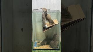 Best Mouse Trap Idea/Mouse Trap Tips At Home #Mousetrap2022 #Rattrap