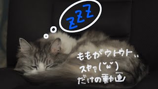 ウトウトしてるもも