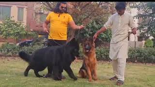 German Shepherd ky Bachy | German Shepherd Dog Puppies | Najaf Pet's