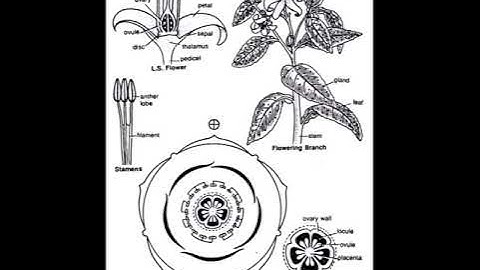 B Sc. II year Botany Paper II  Rutaceae Part II, By- Dr. O. P. Sharma, Dept. of Botany, G.C. Bundi