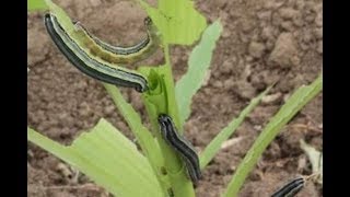 ZAMBIA ATTACKED BY ARMY WORMS-NEWS INDEPTH