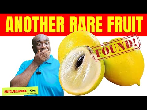 😲OMG - He has the ABIU fruit too!  🇯🇲 #rarefruit