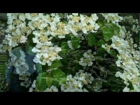 Βίντεο: Κοινά παράσιτα Viburnum - Πώς να απαλλαγείτε από παράσιτα στα φυτά Viburnum
