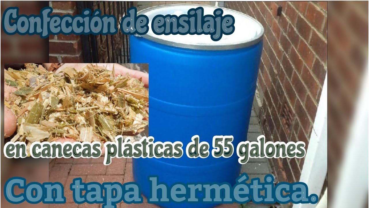 Preparación de ensilaje, en canecas plásticas. 55 galones. 120-140 kg de silo por caneca. 
