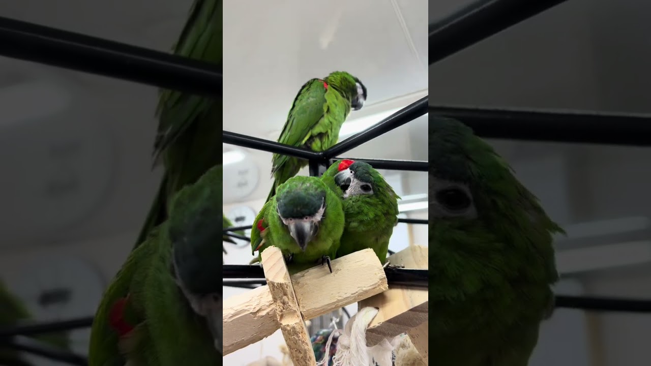 インコ{スタンドコミドリ&ヒインコ用}ちーたんさん専用81号基‼️ インコ{スタンドコミドリ&ヒインコ用}ちーたんさん専用81号基