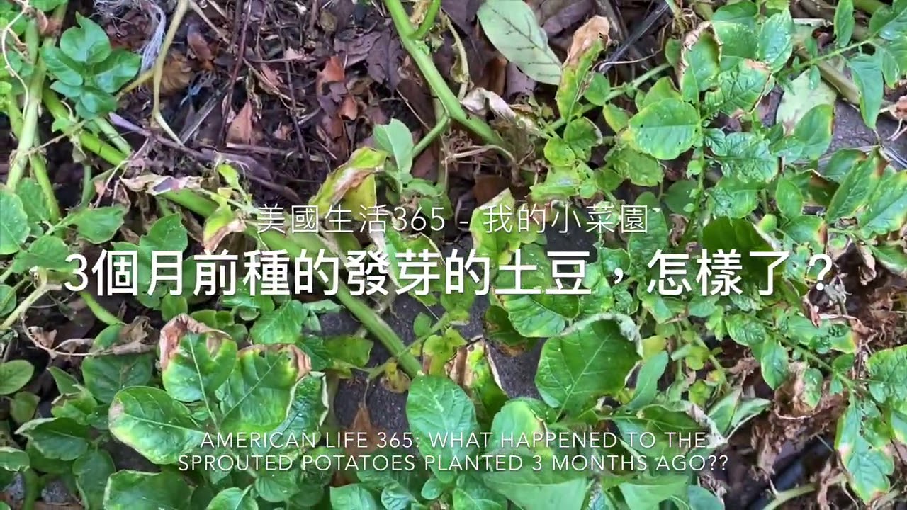 3個月前種的發芽的土豆 怎樣了 How To Grow Potato How Are The Sprout Potatos Growing Youtube 3個月前種的發芽的土豆 怎樣了 How To Grow Potato How Are The Sprout Potatos Growing Youtube