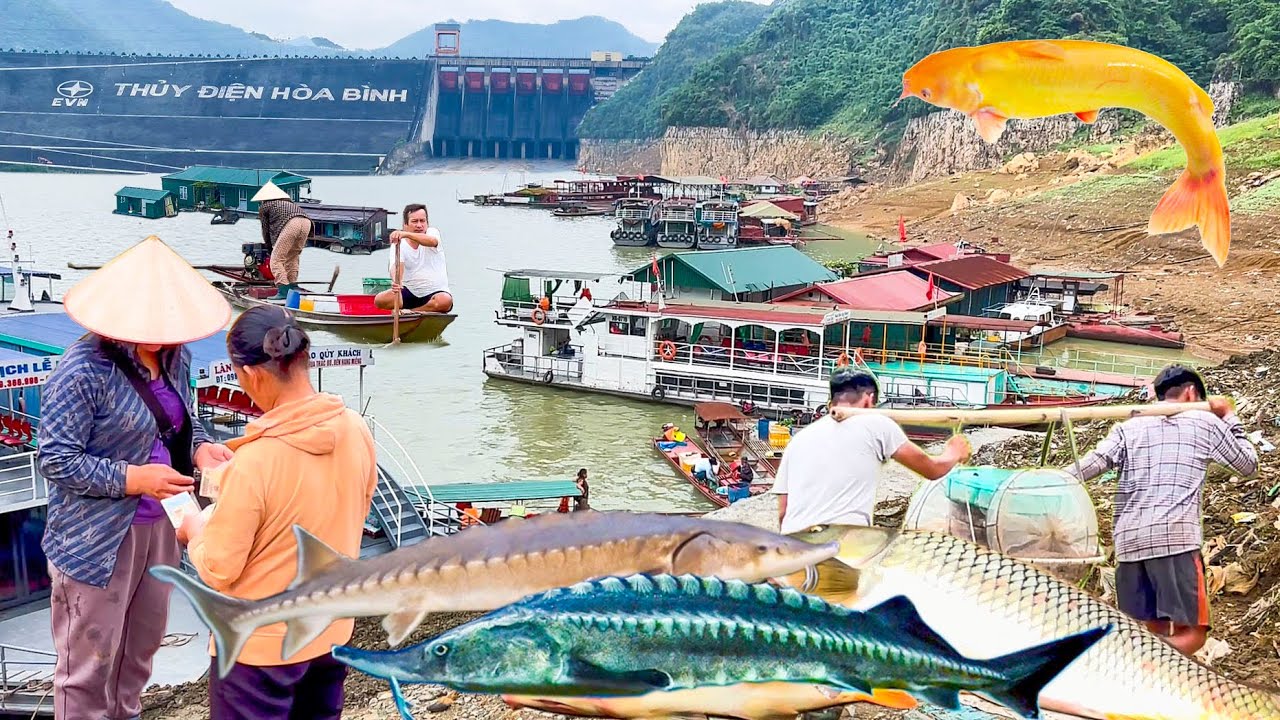 Hồ Thủy Điện Hòa Bình Mùa Nước Cạn║Đặc Sản Cá Tôm Sông Đà