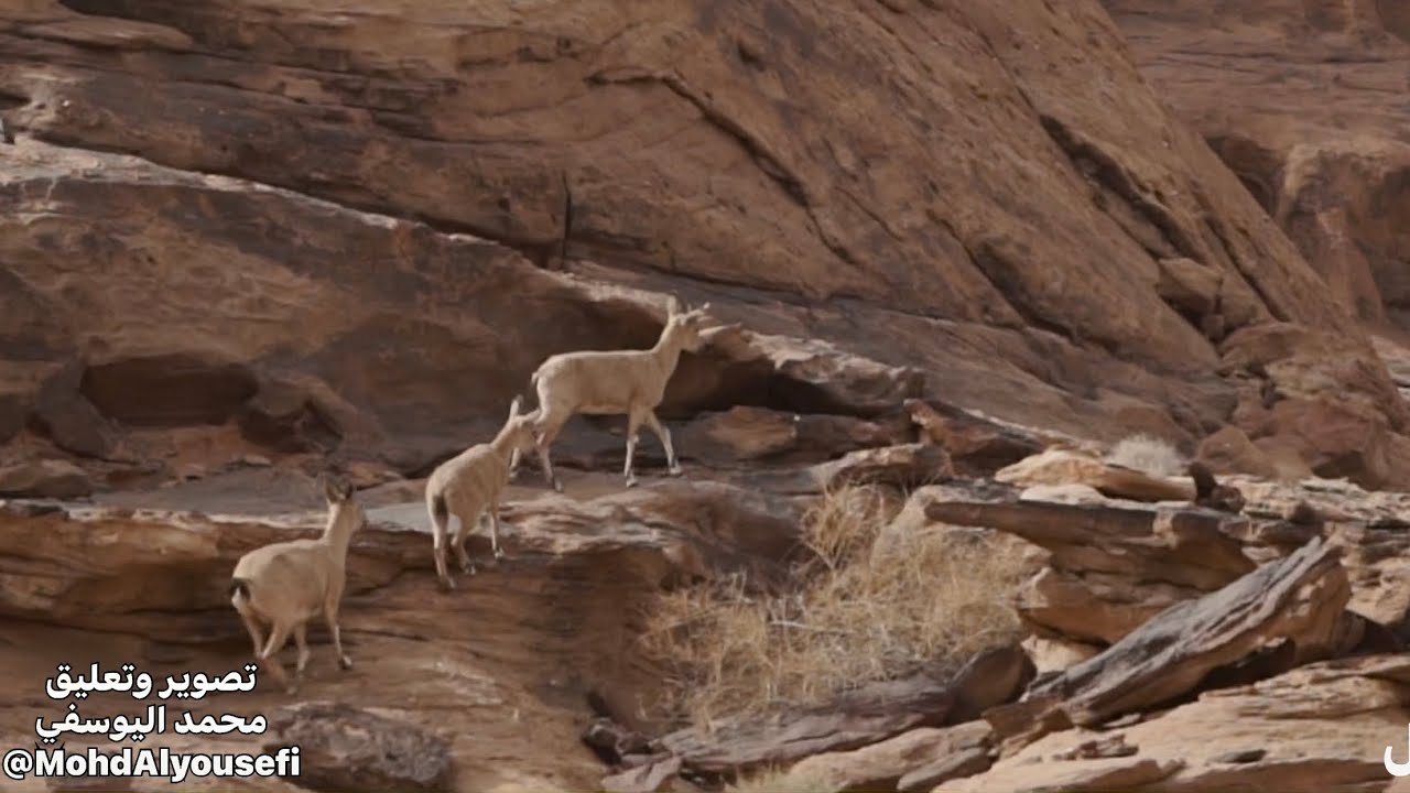 أفضل محميات السعودية شرعان في العلا