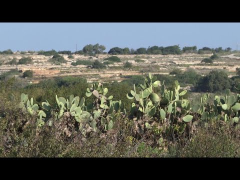 Video: Watter Land Is Malta
