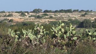 Malta's quest to quench its thirst