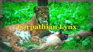 Carpathian Lynx Ryś Karpacki Lynx Lynx Carpathicus 2