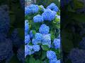 #hydrangeaflower #гортензия #hortensia #садгортензий #flower #garden #сад #macrophylla #hydrangea