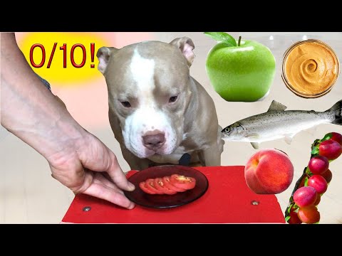 ძაღლი მიმოიხილავს საკვებს N1 - თორის მიმოხილვა: თევზი, ხილი, არაქისის კარაქი.