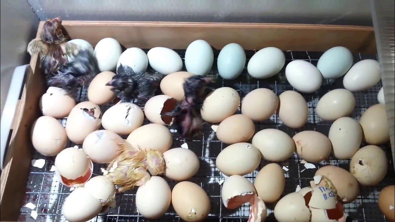 Куры первый день. Инкубатор Несушка 10 сутки инкубации. Цыплята Брама инкубация. Инкубация яиц цесарки. Инкубационное яйцо индоутки.