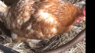 Как курица несет яйцо