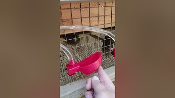 Automatic Watering System for Quail Cages