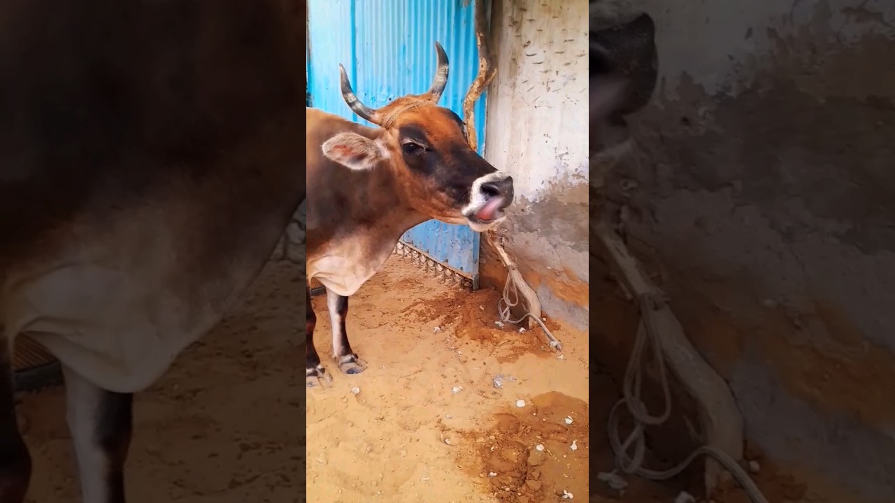 Weird Cow 🐄😱🐄/