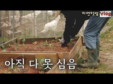 It finally rained Now I'm planting the crops