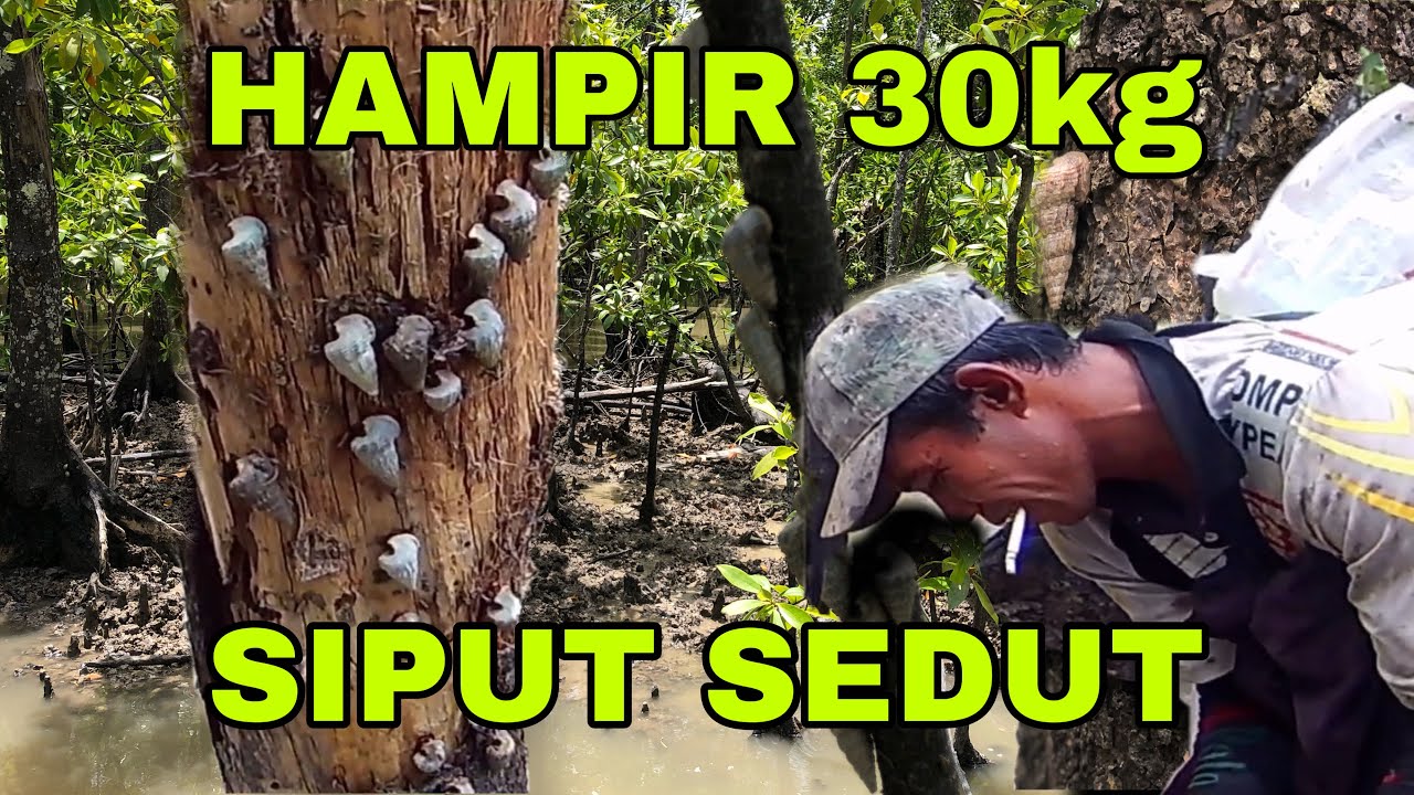 MENCARI SIPUT SEDUT HUTAN PAYA BAKAU
