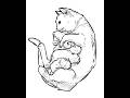 How to draw nursing cat #howtodraw #catdrawing #kittens