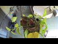 *DO NOT WATCH IF SENSITIVE* Cooper’s Hawk Eats ALL Baby Birds in Pothos Plant