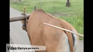 Download lagu Gunawan' Slamat tinggal Cinta ' Cover Aril Umar