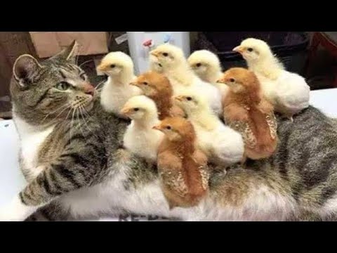 Видео: 😻 Приколы С Котами   🌈😊 Приколы с животными 2021 | Lovely💓Cats 