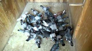 JJPENG Feeding time.AVI