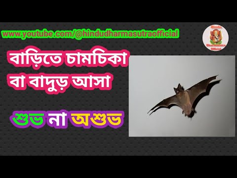 ভিডিও: আমার ছাদে বাদুড় আছে?