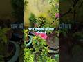 घर में सुख शांति का पौधा कौन सा हैं 🏡🪴#houseplant #motivation #vastuplant #viralplant #ytshorts