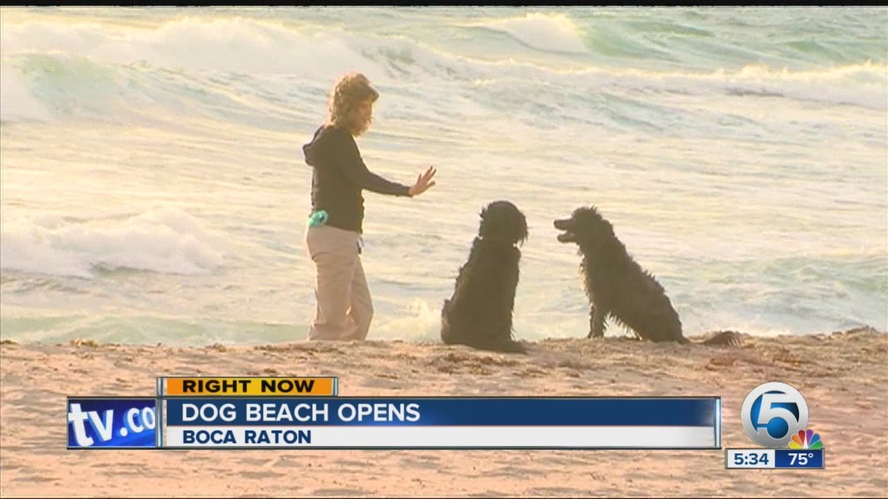 Dog Beach opens YouTube