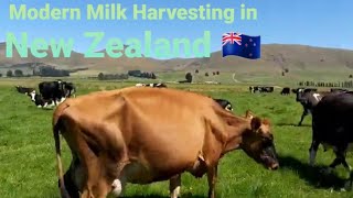 Paano Mag Gatas Nang Baka🐄 Sa New Zealand! New Zealand Dairy Farming screenshot 5